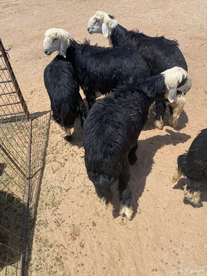 طليان نجد فاخره 4