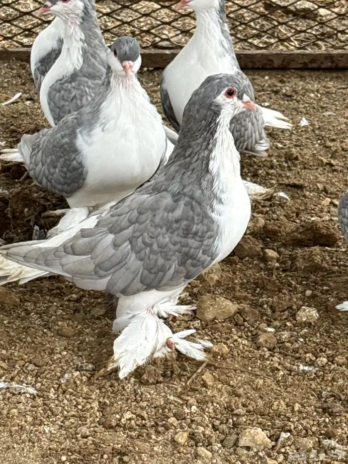 بلجرشي 2