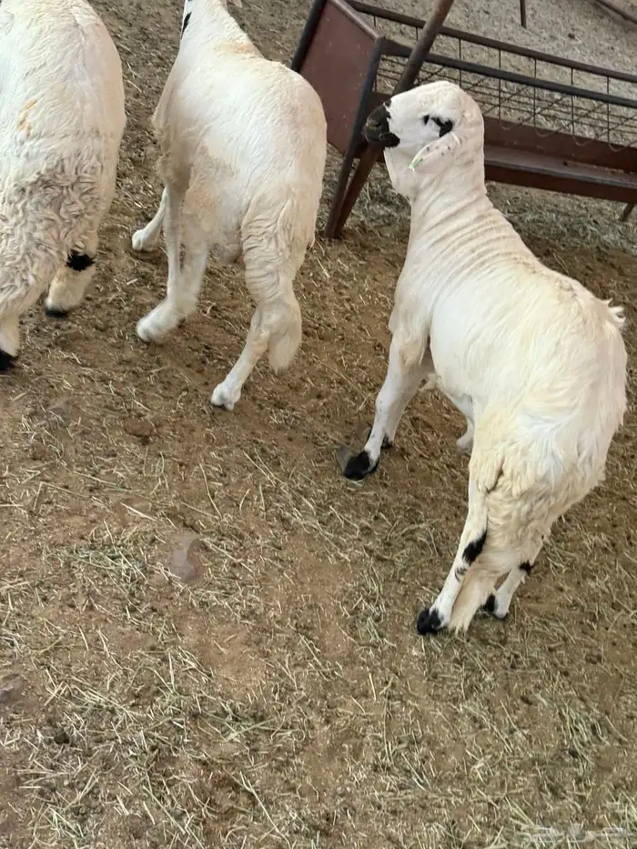 سواكن مرابي شحم ولحم ذبائح 1
