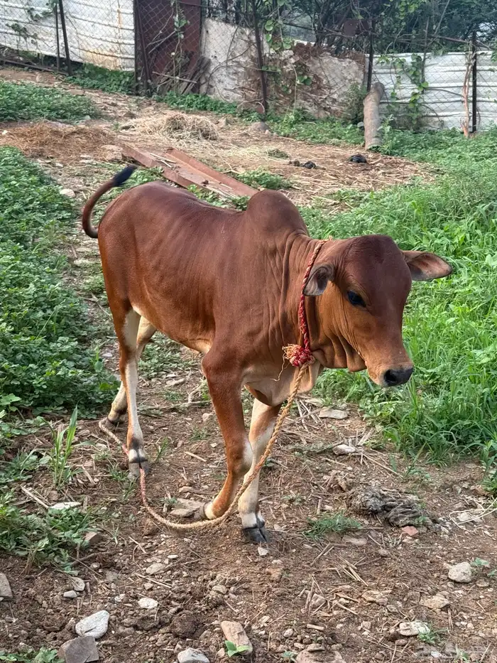 حسيل انثى على حليب عمر حول 7ولا8شهور 2