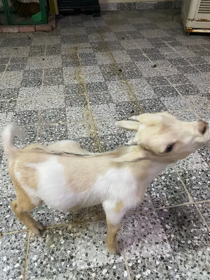 ماعز قزم للبيع 3