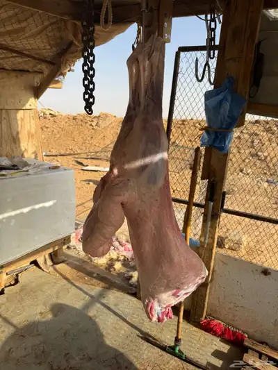 ذبايح خرفان حري index
