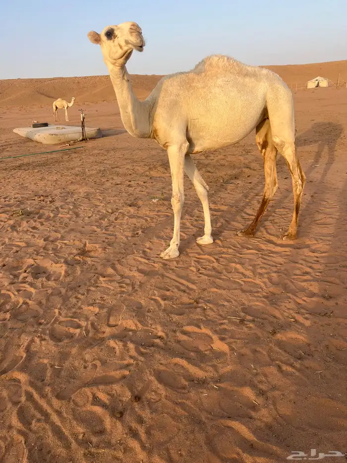 بكره 5