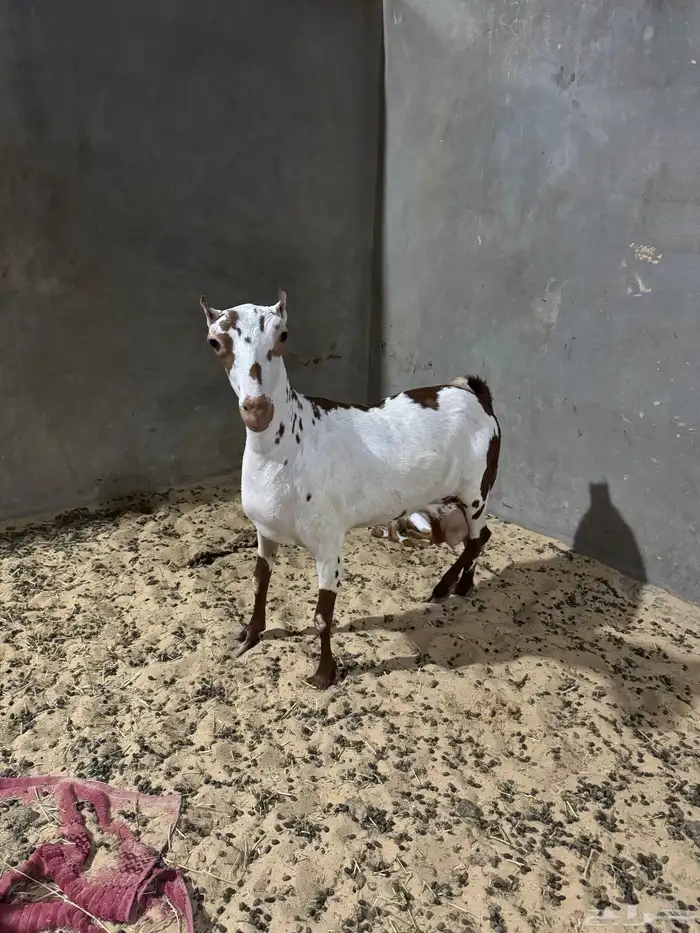 جفرة عمانية 3
