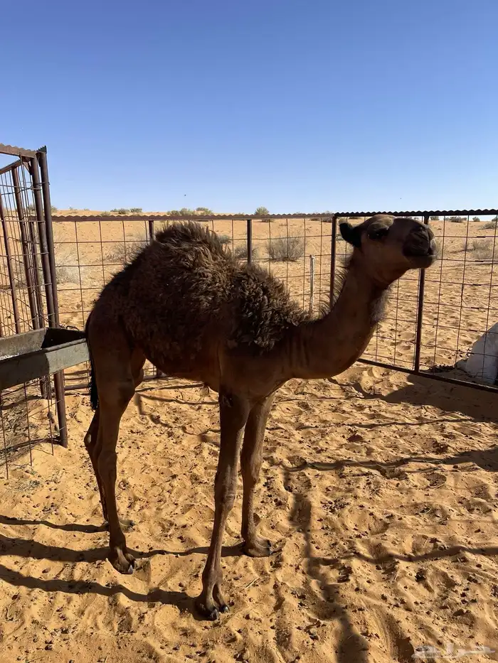للبيع بكره 2