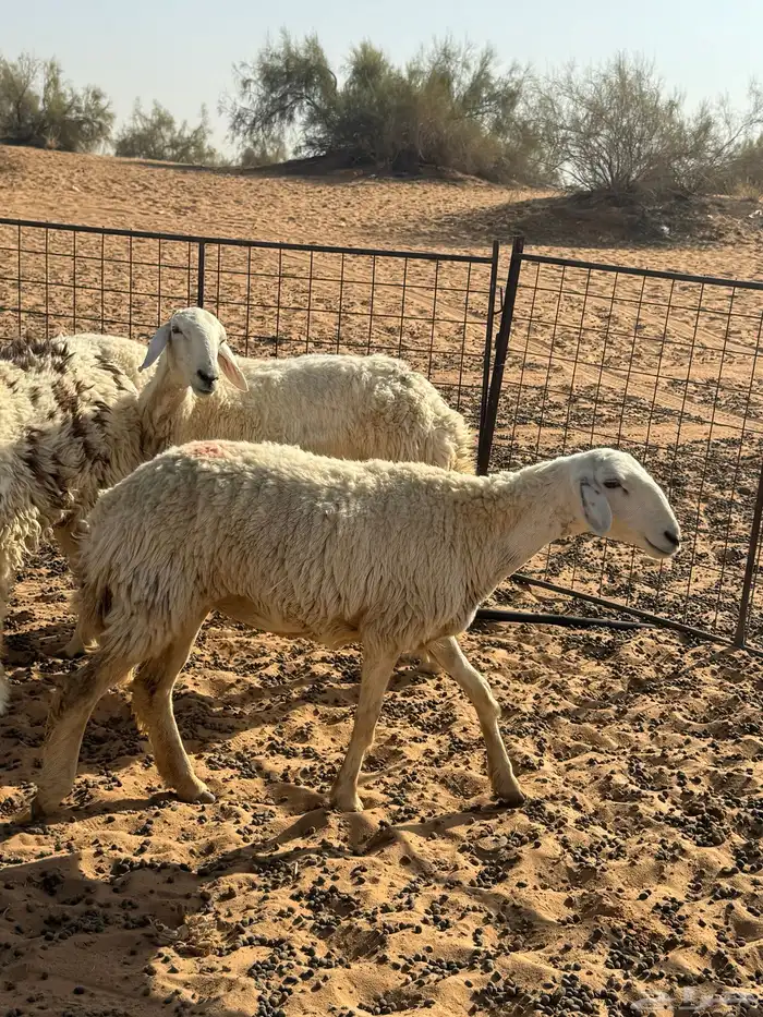 ثنوات خلفات 2