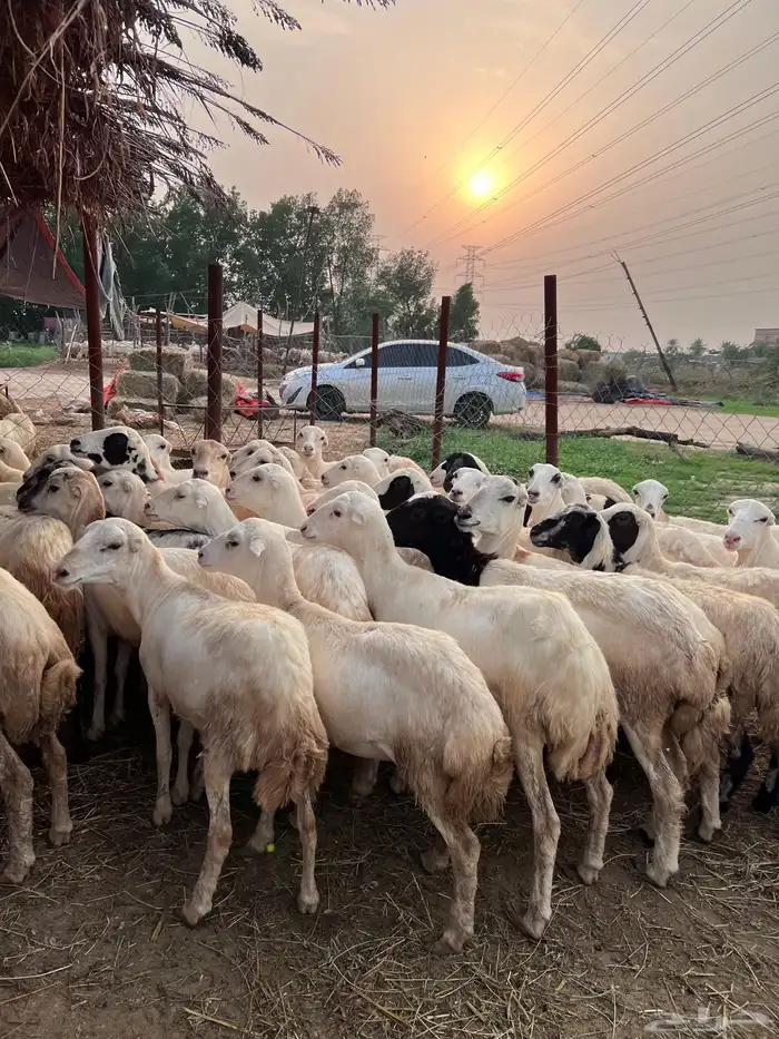 رخيل رفيدي صنف فاخر 5