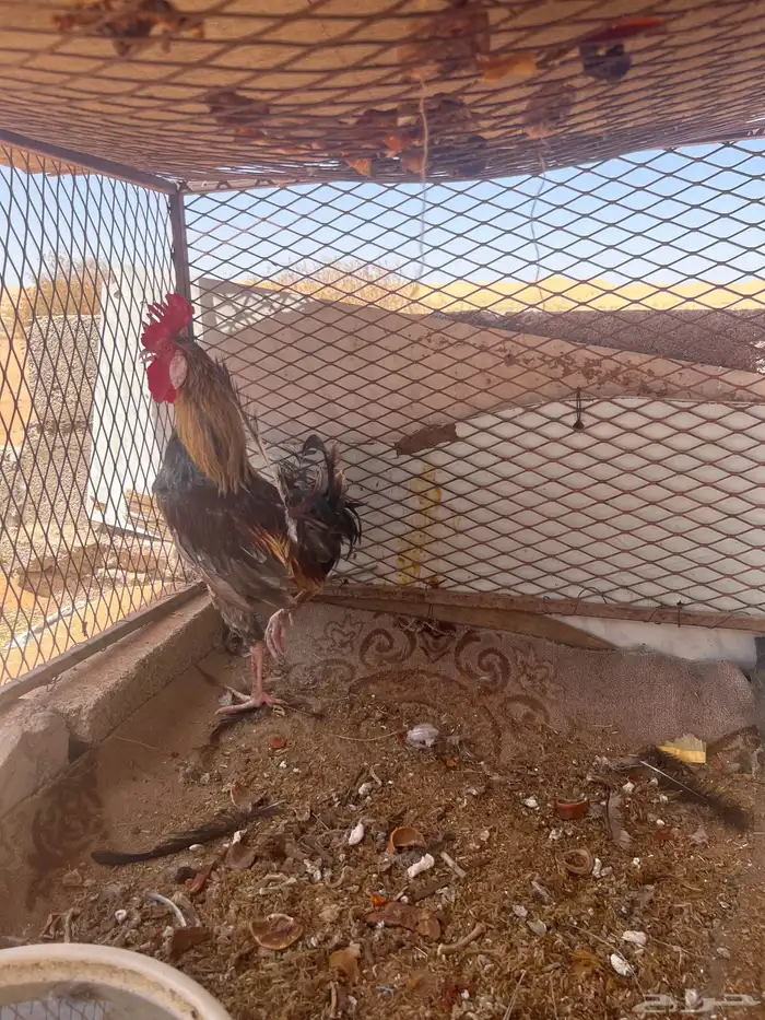 ديك عربي اصيل طويل 2