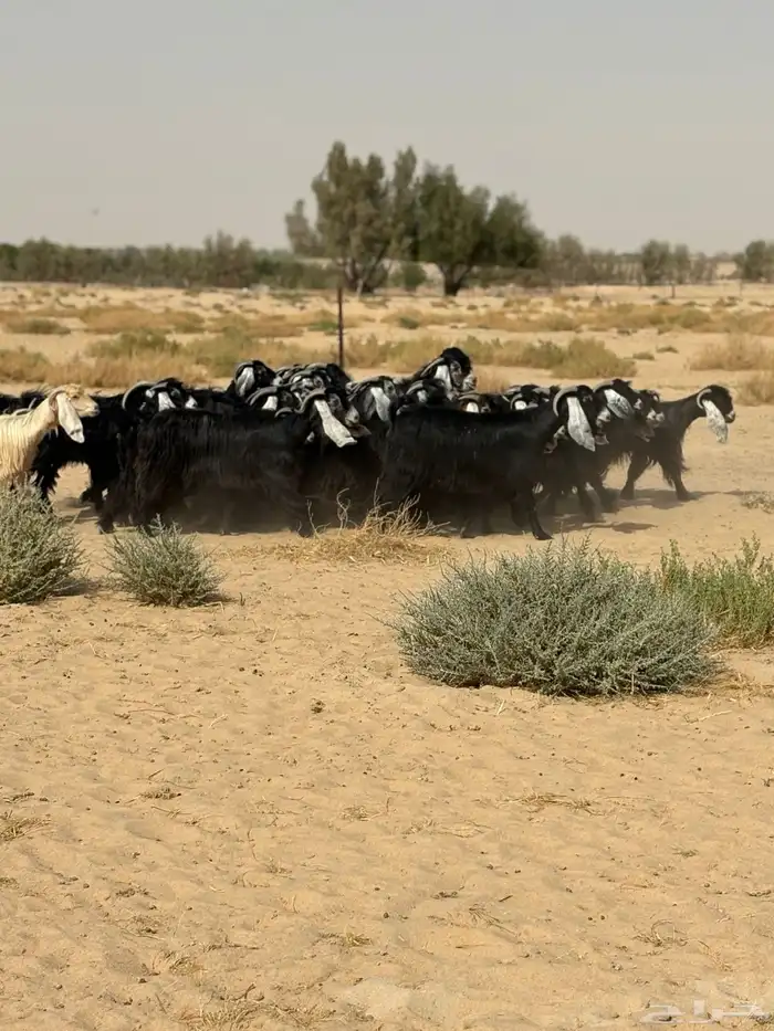 معزا عوارض 0