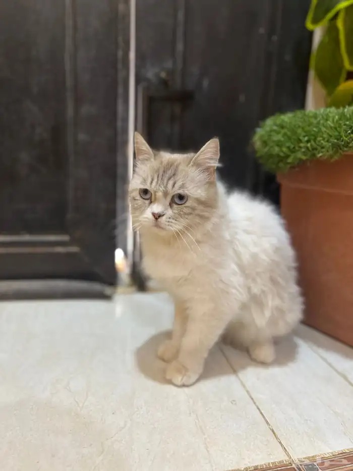 للبيع قط شيرازي انثى الصحه شرط مدري كم عمره 2