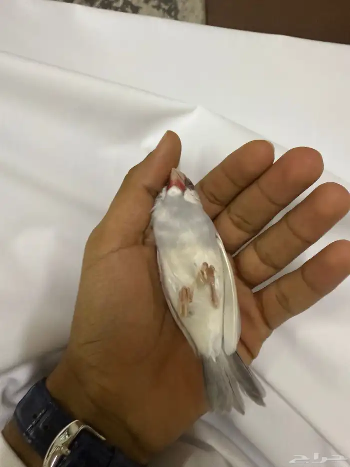 طيور جاوا زوج 3