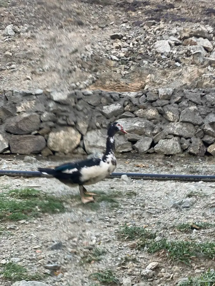 بط بلدي مشروط 5