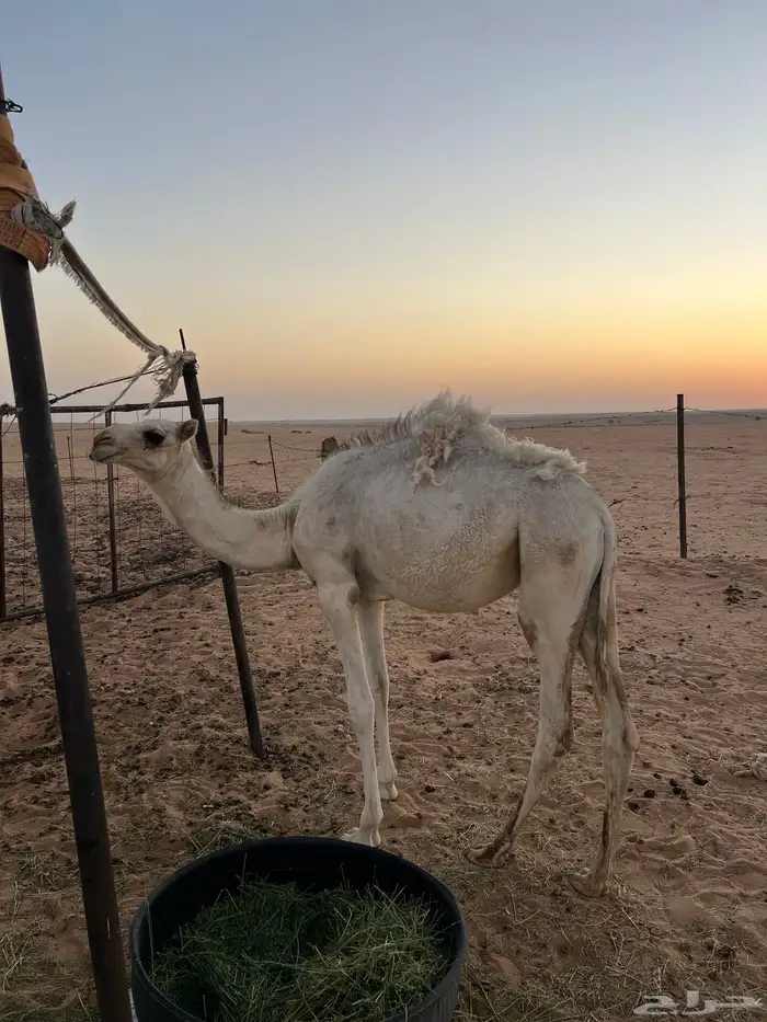 بكره للبيع 2