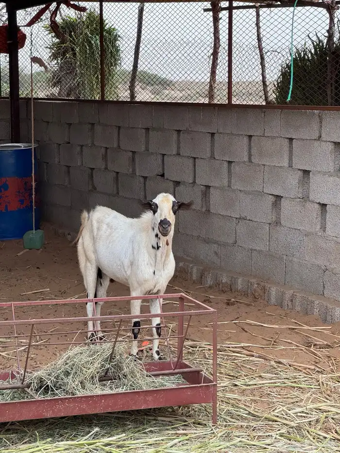 تيس فحل 1
