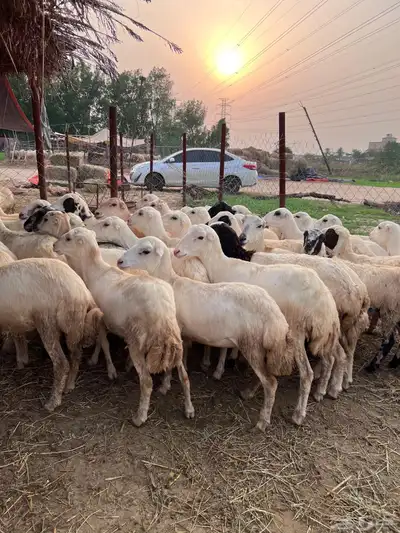 رخيل رفيدي صنف فاخر index