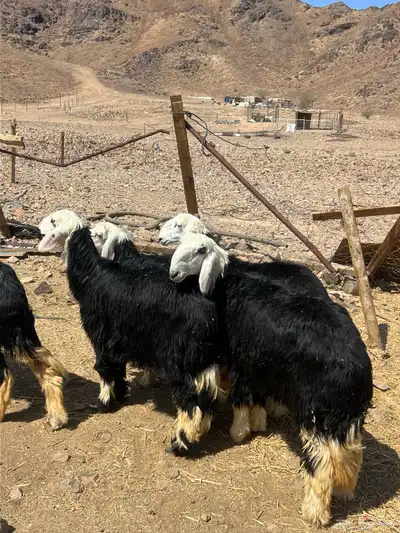 رخال جذعات نجد index