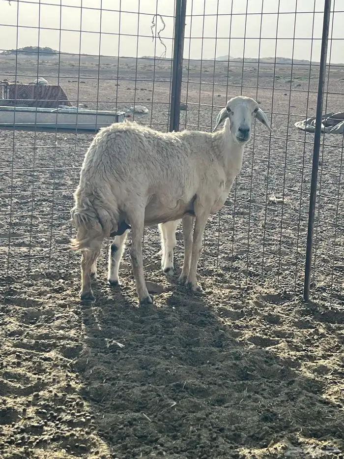 شاه سنها تامه تحتها خروف عمره شهر سلم وروم شرط 5