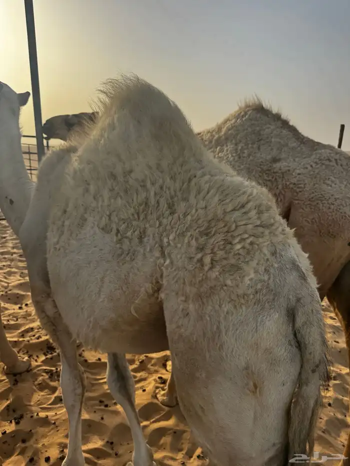 للبيع قعود فل شحم 7 شهور 3
