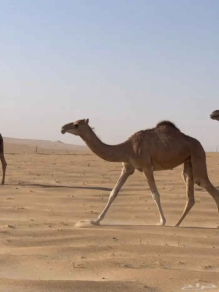بكره على المتحد العبيد 0