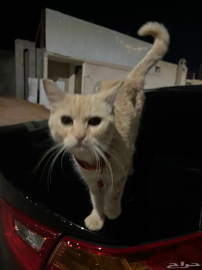 قطو ضايع بحي الوادي 1