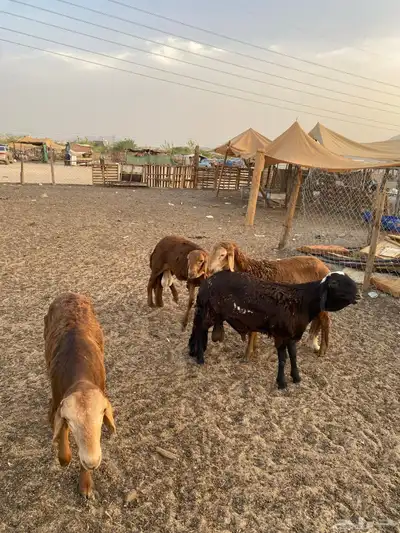 سواكن فل شحم نظيفه index