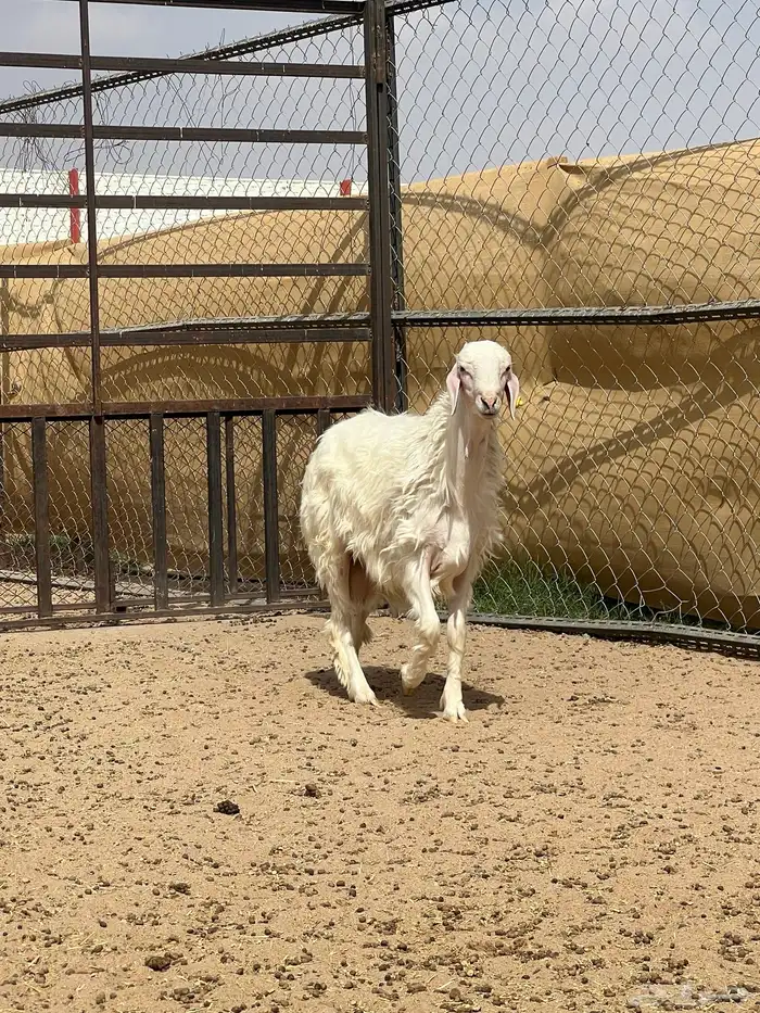 فحل جذع اصفر ابرص فاخر (تم البيع) 3