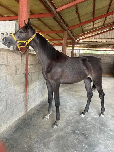 مهرة عربية شعبية فاخرة 0