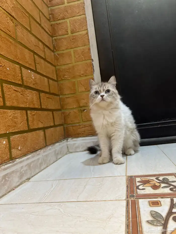 للبيع قط شيرازي انثى الصحه شرط مدري كم عمره 0