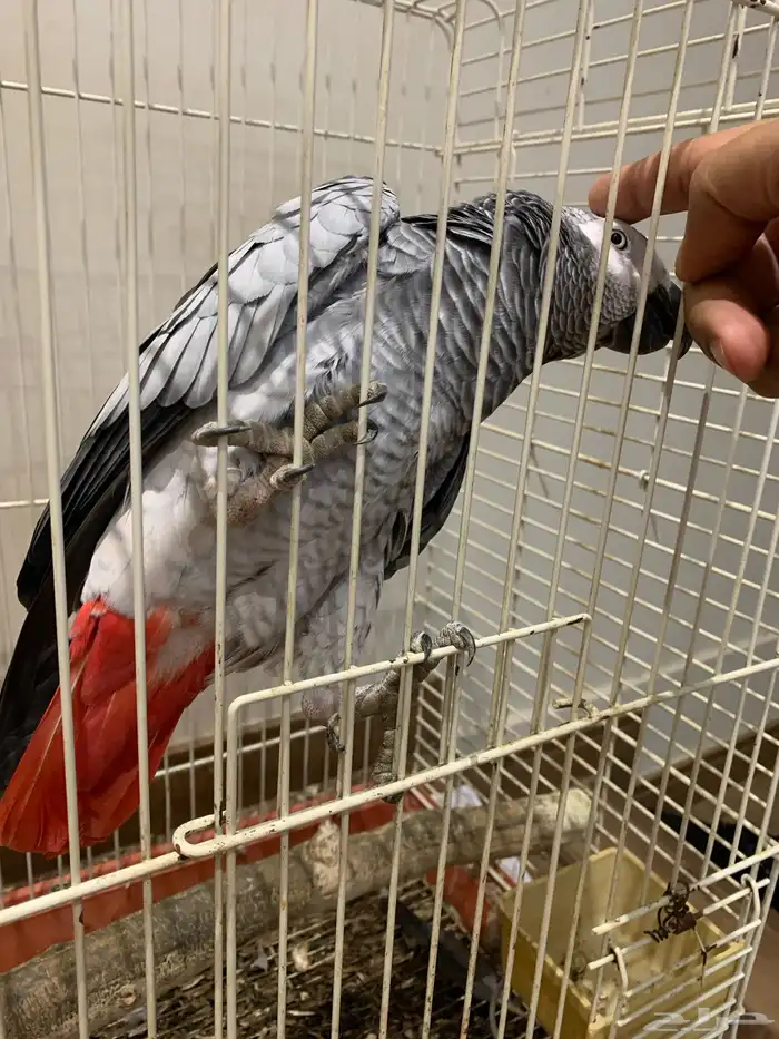 ببغاء كاسكو 4