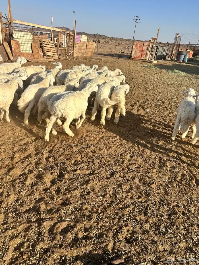 بهم تربيه فاخر من 2 ونص الى 5 شهور 1