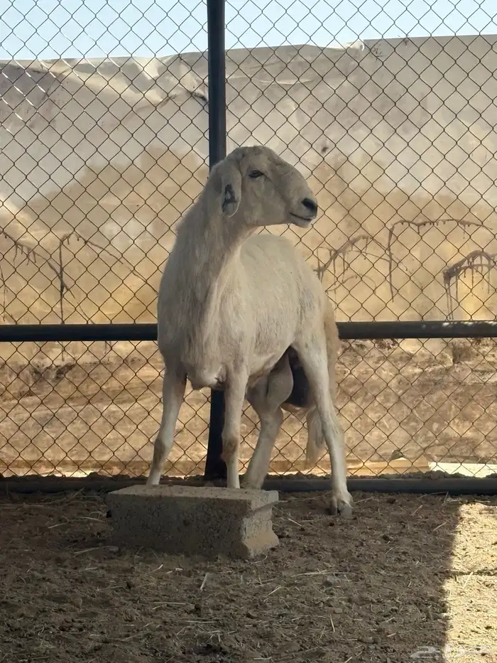 خروف فحل مشروط 2