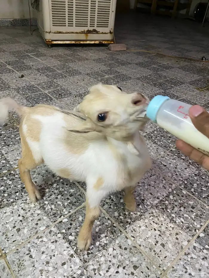 ماعز قزم للبيع 4