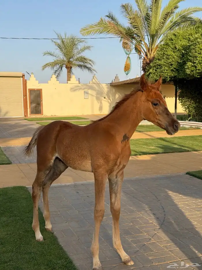 فرس شعبيه فاخره 5