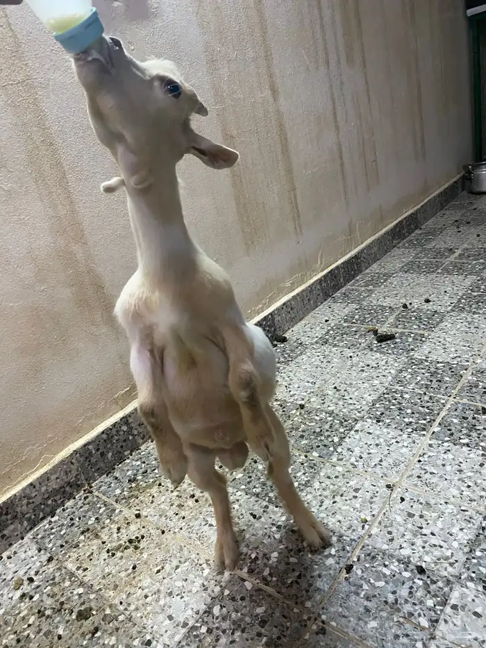 ماعز قزم للبيع 5
