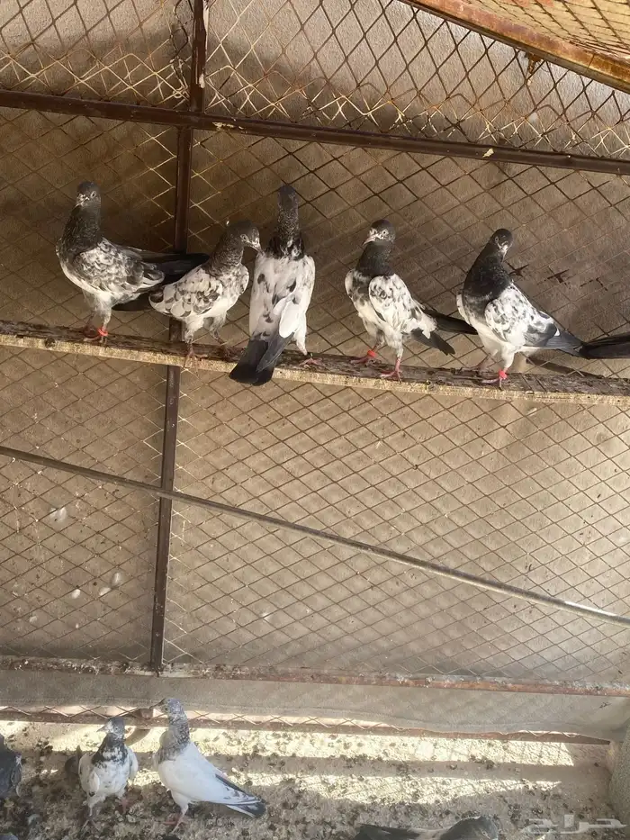 للبيع طبات العدد حوالي ال35 1