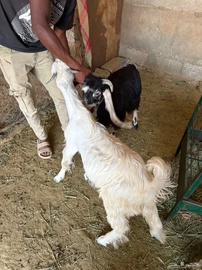 للبيع تيوس طيبه وسمينة الموقع صلبوخ 3