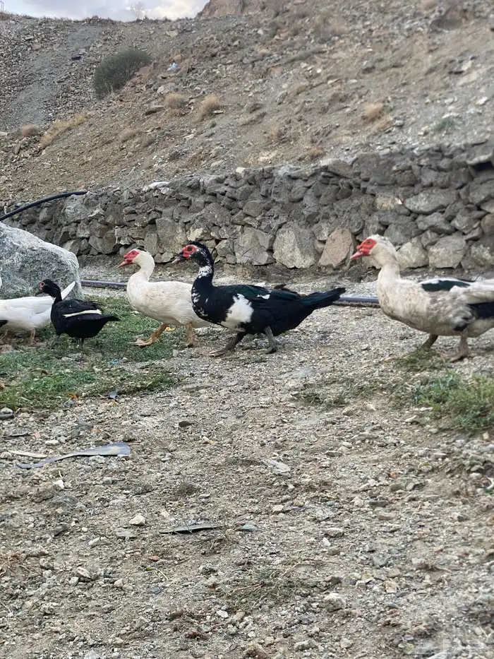 بط بلدي مشروط 0