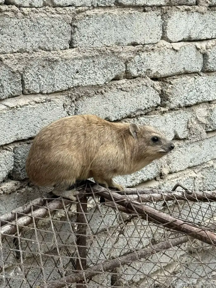 وبر ( وبران - وباره ) نجديه 2