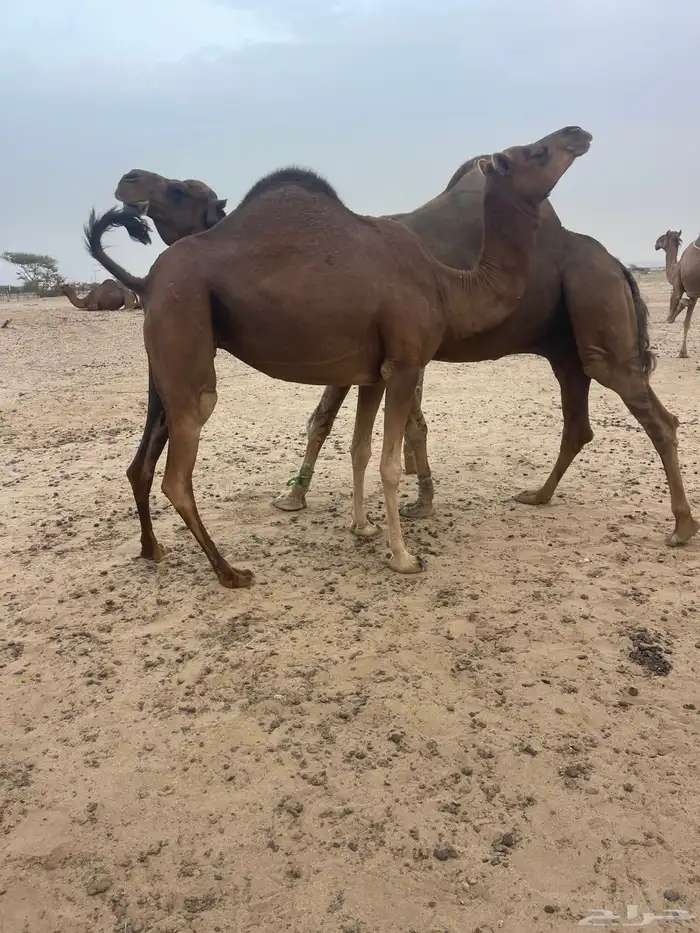 ناقه لقحه 2