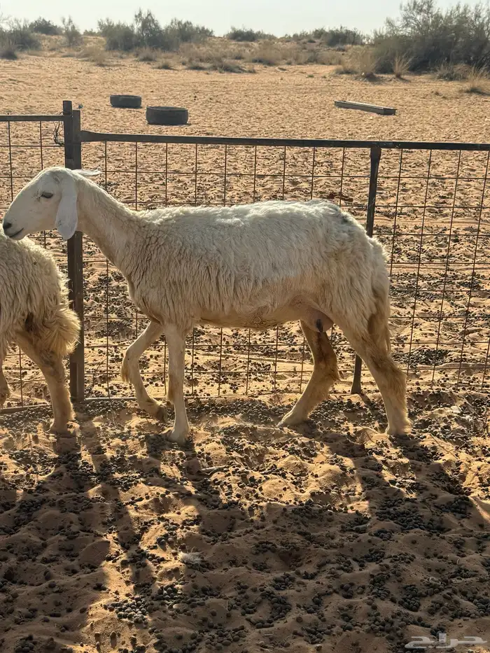 ثنوات خلفات 1