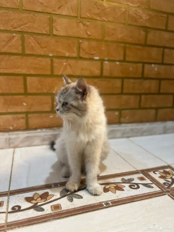 للبيع قط شيرازي انثى الصحه شرط مدري كم عمره 4