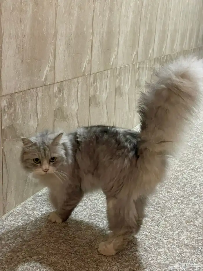 قطة أليفة للتبني 2