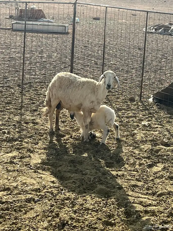 شاه سنها تامه تحتها خروف عمره شهر سلم وروم شرط 4