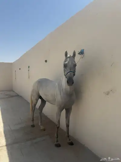 حصان عربي index