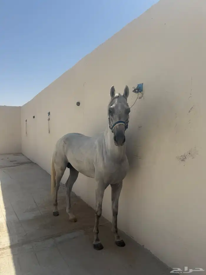 حصان عربي 1