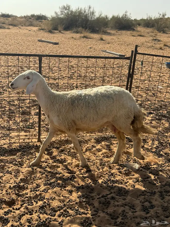 ثنوات خلفات 0