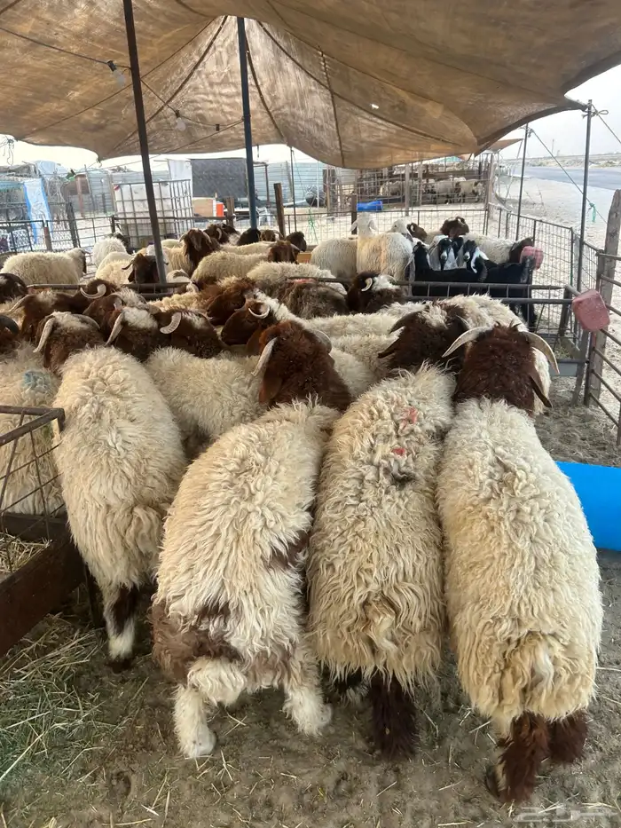 نعيم جبر ووسط كفو وحريات ثلاجه كفو 0