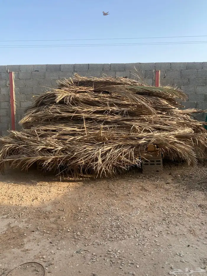جريد نخل 0
