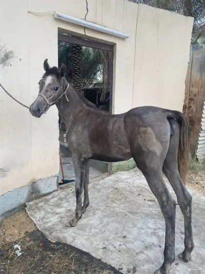 مهره شعبيه index