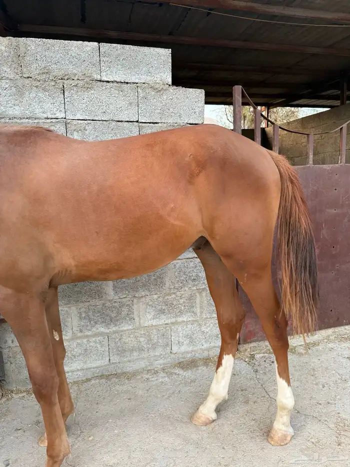 مهر ومهره للبيع 3